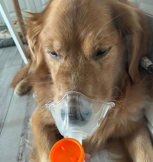 怀孕狗发烧了怎么办?选择合适的药物有哪些注意事项?