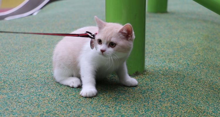 黄白色猫咪是什么品种？如何识别其独特特征？