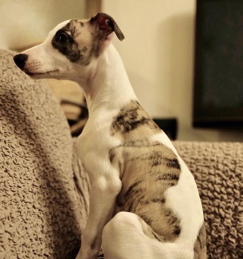 惠比特幼犬需要补钙吗？哪种钙片最适合？