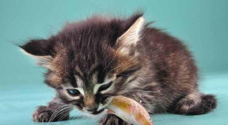家里的小猫吃什么食物？如何为小猫选择健康美味的食品？