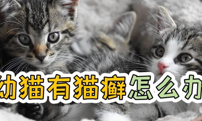 家里小猫有癣大猫没有？如何区分和处理？