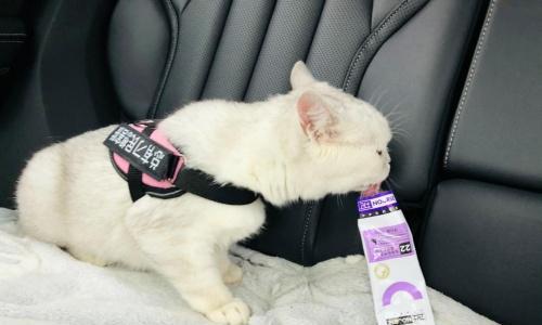 猫咪不打疫苗会怎样？不接种疫苗的后果是什么？