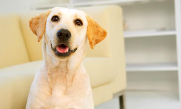 拉布拉多犬价格是多少?购买时需要注意哪些问题?