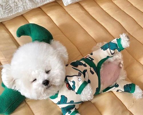 老婆怀孕了狗狗怎么办?如何确保母婴和宠物的安全?