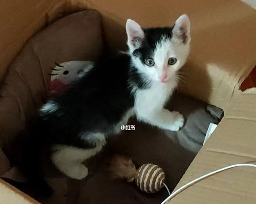 两个月的小猫几天能适应新环境?适应期常见问题解答?