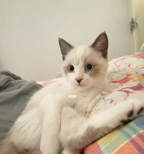 两个月大的猫咪适合吃奶糕吗?奶糕喂养常见问题解答