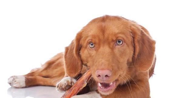 两个月小狗需要补钙吗?如何正确给幼犬补钙?