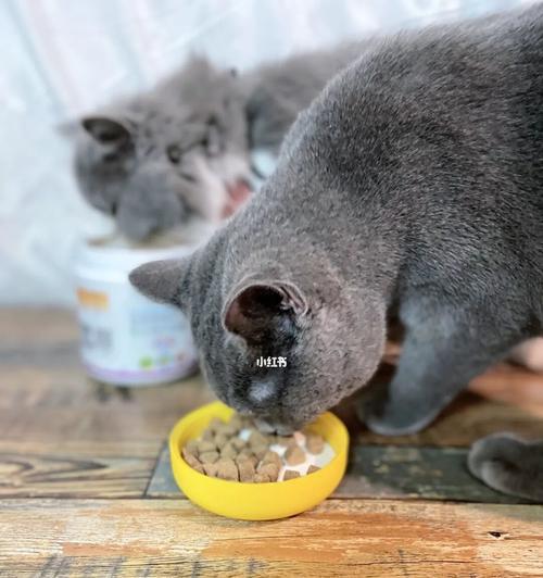 两个月小猫每天应该吃多少猫粮?常见喂养问题解答?