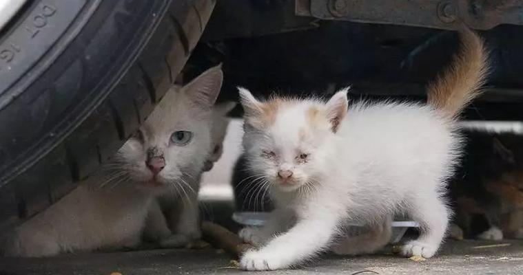 流浪猫一天应该吃多少猫粮？如何科学喂养流浪猫？