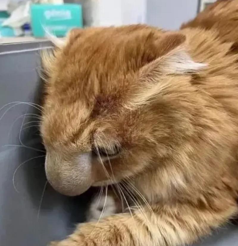 猫被蜜蜂蛰了肿块多久会消退?
