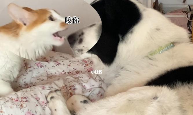 猫被欺负时会发出哪些声音?如何判断猫咪是否受到威胁?