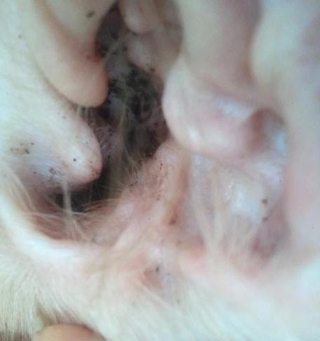 猫的耳朵进虫子了怎么办?如何安全处理?