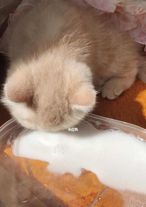 猫喝水后呕吐的常见原因及解决方法?