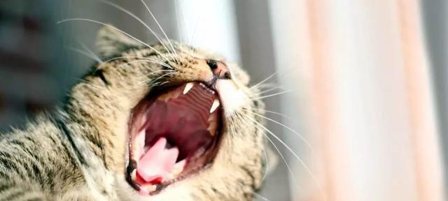 猫咳嗽呼吸很快怎么办?如何快速识别和处理?
