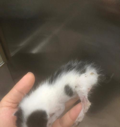 猫屁股屎是怎么回事啊?如何正确处理猫咪排泄问题?