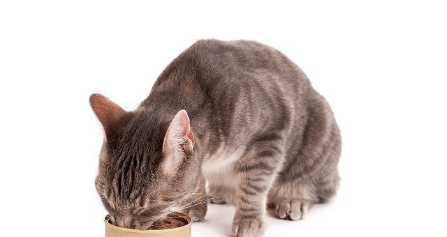 猫吐完不吃不喝怎么办？如何快速识别并处理？