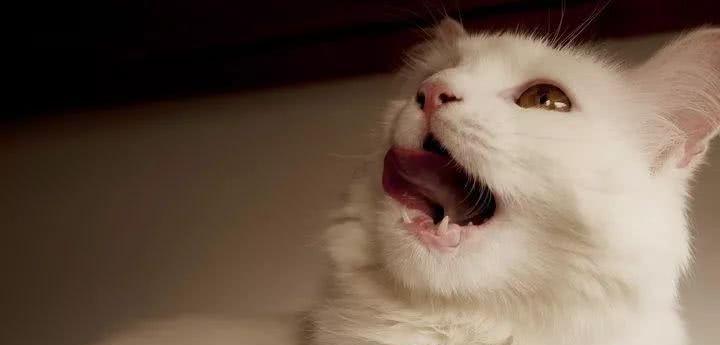 猫一直盯着我是什么意思?如何理解猫的行为?