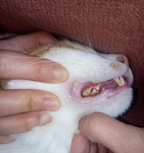 猫咪杯状病毒能根除吗?如何有效预防和治疗?
