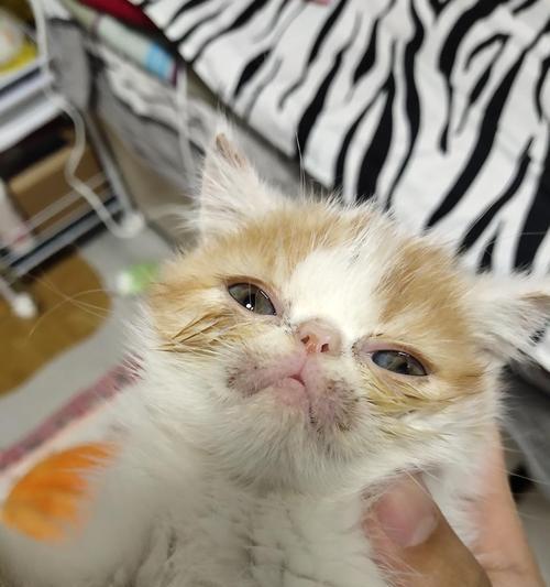 猫咪鼻子总是黑怎么办?可能的原因和解决方法是什么?