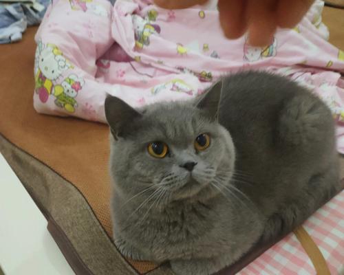 猫咪病毒性黄疸性肝炎的症状有哪些?如何治疗和预防?