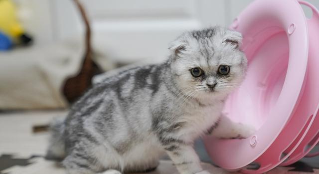 猫咪出现不吃不喝呕吐便秘怎么办?可能的原因和解决方法是什么?