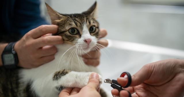 猫咪不给剪指甲怎么办?有效方法和技巧是什么?