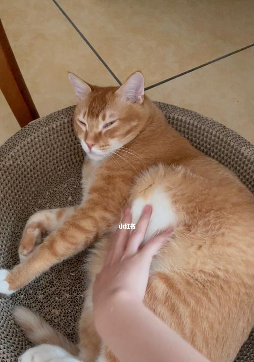 猫咪吃饱后肚子变大是正常现象吗？如何判断是否过量喂食？