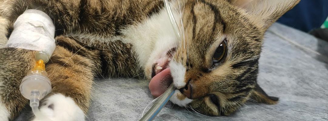 猫咪打了麻药后会有哪些反应?如何正确处理?