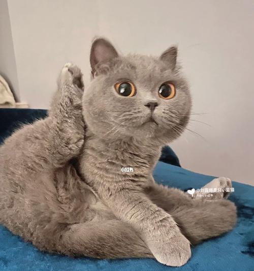 猫咪的腿别着了怎么办?如何正确处理宠物的关节问题?