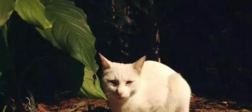 猫咪的尾巴在抖是什么意思?常见原因有哪些?