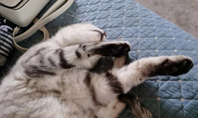 猫咪肚子大硬后腿无力怎么办?可能的原因有哪些?
