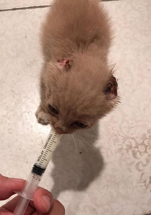猫咪肚子出现虫子是什么原因?如何预防和治疗?