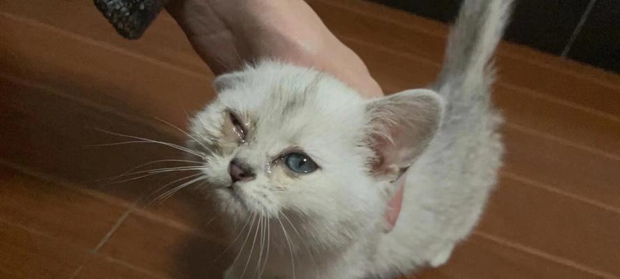 猫咪多大可以滴眼药水?正确使用方法和注意事项是什么?