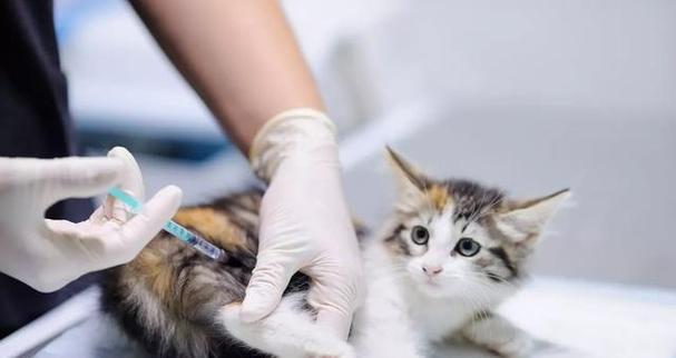 猫咪感冒打针要多少钱?治疗猫咪感冒的费用是多少?