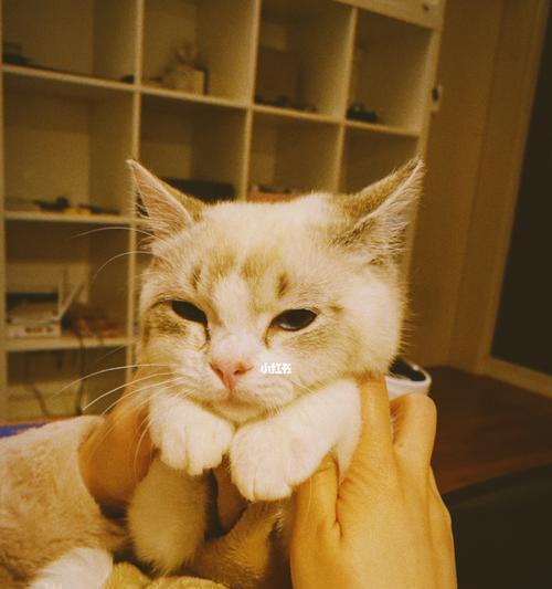 猫咪几个月可以抱回来?抱回小猫的最佳时间是什么时候?