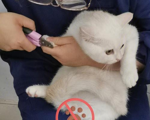 猫咪剪指甲要全部剪吗？正确剪指甲的步骤和注意事项是什么？