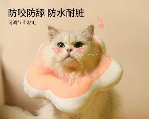 猫咪绝育后带伊丽莎白圈有什么好处？如何正确使用？