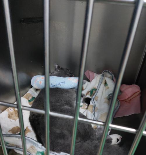 猫咪绝育后肚子温度高是怎么回事？需要采取什么措施？