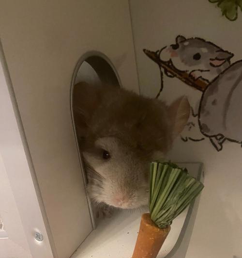 猫咪可以吃熟胡萝卜吗?熟胡萝卜对猫咪的健康影响是什么?