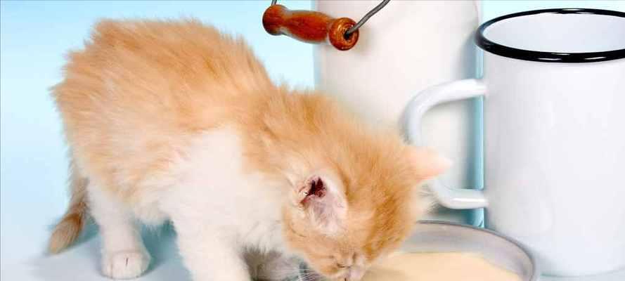 猫咪能吃哪些水果蔬菜?安全与营养指南是什么?