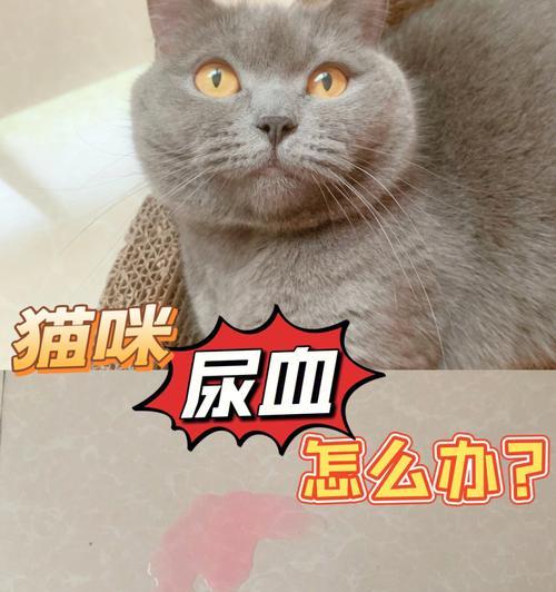猫咪呕吐不吃东西尿血怎么办?可能的原因和解决方法是什么?