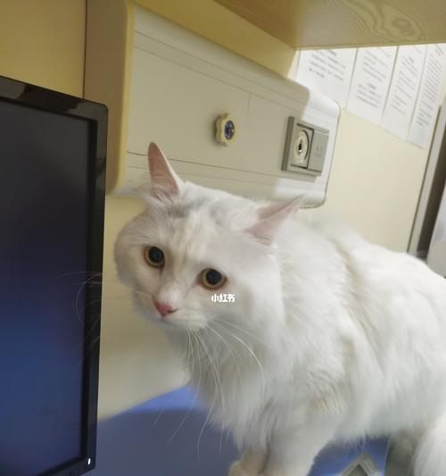 猫咪感染弓形虫怎么办?去哪里检查最安全有效?