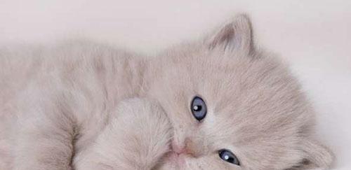 猫咪嗓子嘶哑怎么回事？如何判断和处理？