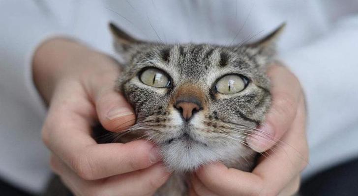 猫咪嗓子总呼噜呼噜的是怎么回事?如何解决?