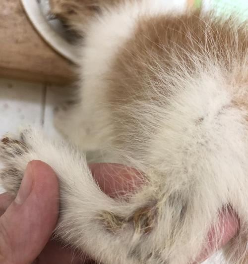 猫咪身上小疙瘩有结痂是怎么回事?如何处理?