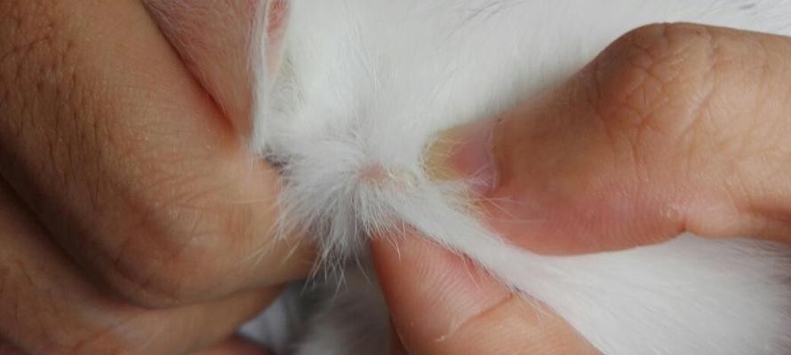 猫咪身上有跳蚤能抱它吗？如何安全处理？