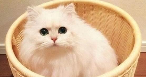 猫咪什么时候可以开始吃饭?喂食时间表和注意事项是什么?