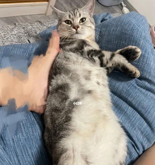 猫咪突然不跟人一起睡是怎么回事?如何解决?