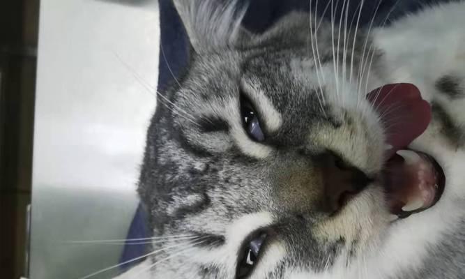 猫咪突然心脏衰竭死了怎么办?如何预防和应对?