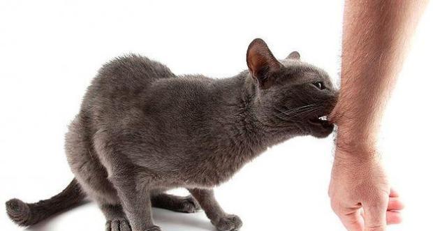 猫咪突然一直叫还咬人?如何解决这一行为问题?